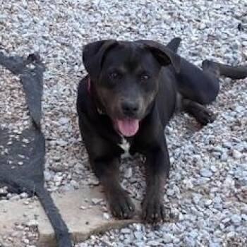 Labrador Retriever and Rottweiler Dogs Available for Adoption - Mowgli | PetCurious