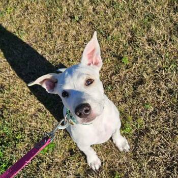 Cracker -  Pit Bull Terrier and Cattle Dog Dog for Adoption in Minneapolis, Minnesota - Cracker | PetCurious