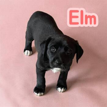 Labrador Retriever and German Shorthaired Pointer Dogs Available for Adoption in Chuckey, Tennessee - Elm (Tree Litter) | PetCurious