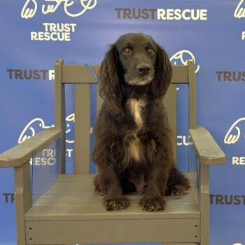 Spaniel Dogs Available for Adoption in Waterford, New Jersey - PRIMROSE | PetCurious