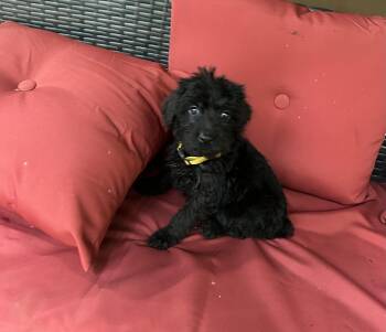 Bo peep -  Goldendoodle and German Shepherd Dog Dog for Adoption in Kannapolis, North Carolina - Bo Peep | PetCurious