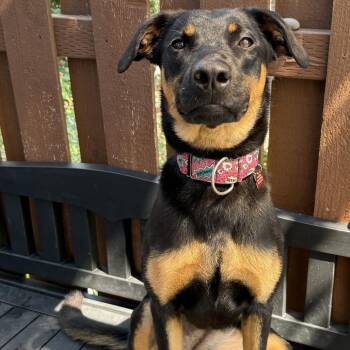 Harper -  Mixed Breed Dog for Adoption in Portland, Oregon - Harper | PetCurious