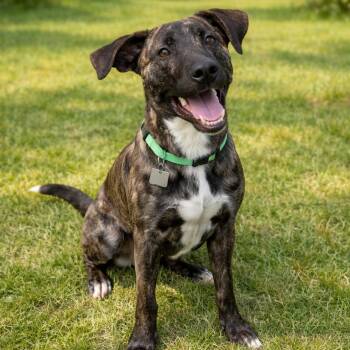 Plott Hound Dogs Available for Adoption - ROMERO | PetCurious