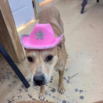 Sammy -  Retriever Dog for Adoption in Parrish, Alabama - Sammy | PetCurious