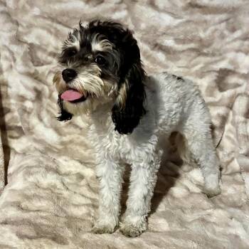 Sage -  Cockapoo Dog for Adoption in Pelham, New Hampshire - Sage | PetCurious