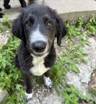 Doc in NH. Come Meet our Adoptable Dogs Wednesday-Saturday. More -  Great Pyrenees Dog for Adoption in Manchester, New Hampshire - Doc In NH. Come Meet Our Adoptable Dogs Wednesday-Saturday. More | PetCurious