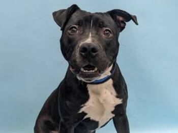 Louie -  Pit Bull Terrier and Mixed Breed Dog for Adoption in Golden Valley, Minnesota - Louie | PetCurious
