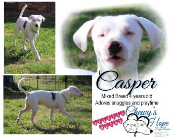 Rescue Mixed Breed Dogs for Adoption in Boyd, Texas - Casper | PetCurious