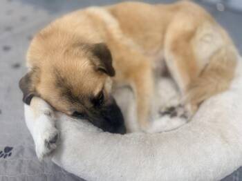 Anatolian Shepherd Dogs Available for Adoption in Pleasant Hill, California - Mama Resa | PetCurious