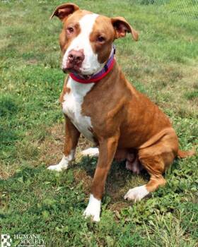 YAYA -  Pit Bull Terrier Dog for Adoption in Hagerstown, Maryland - YAYA | PetCurious