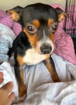 Romeo -  Chihuahua Dog for Adoption in Wekiwa Springs, Florida - Romeo | PetCurious