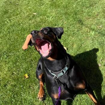 Rescue Doberman Pinscher Dogs for Adoption in Fleetwood, Pennsylvania - Tyron | PetCurious