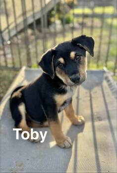 Hound Dogs Available for Adoption - Toby | PetCurious