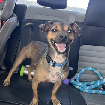 Venlafaxine -  Dachshund Dog for Adoption in New Orleans, Louisiana - Venlafaxine | PetCurious