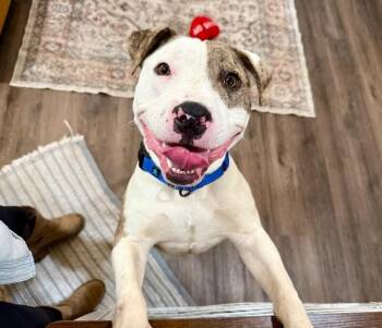 Pit Bull Terrier Dogs Available for Adoption in Friendswood, Texas - Scotty Smalls The Squishy Goofy Goober Deluxe | PetCurious