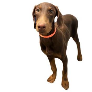 Carter -  Doberman Pinscher Dog for Adoption in Red Bluff, California - Carter | PetCurious