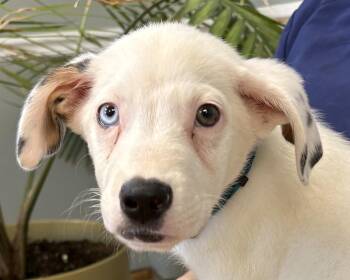 Oliver -  Australian Shepherd and Labrador Retriever Dog for Adoption in Mount Airy, North Carolina - Oliver | PetCurious