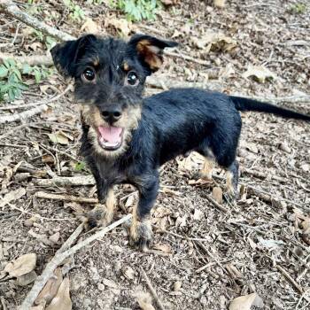 Jack -  Wirehaired Dachshund Dog for Adoption in Longview, Texas - Jack | PetCurious