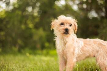 Terrier and Mixed Breed Dogs Available for Adoption in Gradyville, Kentucky - Daisy | PetCurious