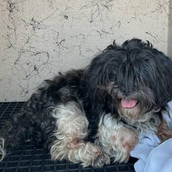 IVHS-A-141652 -  Shih Tzu Dog for Adoption in San Gabriel, California - IVHS-A-141652 | PetCurious