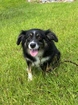 Rescue Australian Shepherd Dogs for Adoption in Ridgeland, South Carolina - Gracie | PetCurious