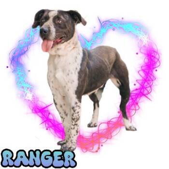 Rescue Mixed Breed Dogs for Adoption in Chesapeake, Virginia - Ranger | Courtesy Post | PetCurious