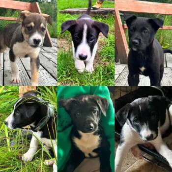 Penguin -  Husky and Labrador Retriever Dog for Adoption in Anchorage, Alaska - Penguin | PetCurious