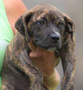 Jersey -  American Staffordshire Terrier Dog for Adoption in North Fort Myers, Florida - Jersey | PetCurious