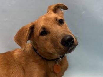 Elio -  Pit Bull Terrier and Mixed Breed Dog for Adoption in Golden Valley, Minnesota - Elio | PetCurious