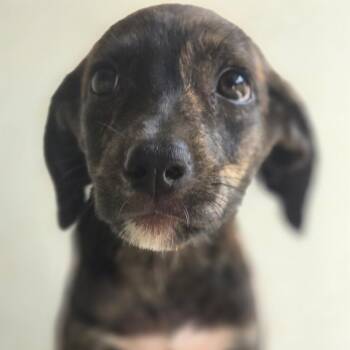 Cranberry BF1 -  Mixed Breed Dog for Adoption in Isabela, Isabela - Cranberry BF1 | PetCurious