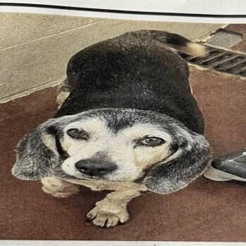 Winston -  Beagle Dog for Adoption in Austell, Georgia - Winston | PetCurious