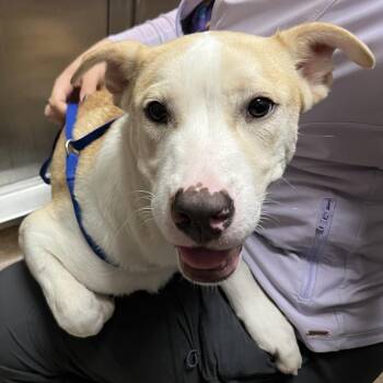 Hansel -  Mixed Breed Dog for Adoption in Palm Springs, California - Hansel | PetCurious