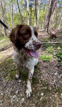 English Springer Spaniel Dogs Available for Adoption in Millerstown, Pennsylvania - MOREL | PetCurious