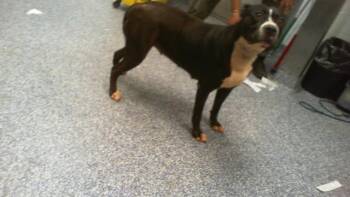 A1267496 -  Pit Bull Terrier Dog for Adoption in Charlotte, North Carolina - A1267496 | PetCurious