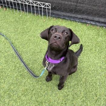 Rescue Mixed Breed Dogs for Adoption in Pittsburgh, Pennsylvania - Baked Beans | PetCurious