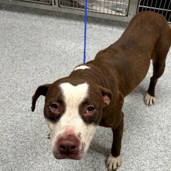 Rescue American Staffordshire Terrier Dogs for Adoption in Grand Rapids, Michigan - Jackie | PetCurious