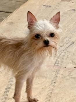 Rescue Yorkshire Terrier and Shih Tzu Dogs for Adoption in Shepherd, Texas - Playful Peanut | PetCurious