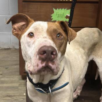 Jensen -  Mixed Breed Dog for Adoption in Summerville, South Carolina - Jensen | PetCurious