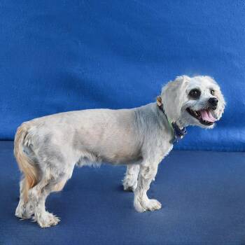 Terrier Dogs Available for Adoption in Pasadena, California - HARRY | PetCurious