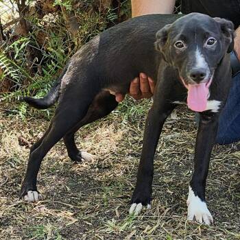 Rescue Mixed Breed Dogs for Adoption in Burbank, California - Amore | PetCurious