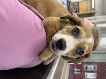 Corgi Dogs Available for Adoption in Zimmerman, Minnesota - Cold Cut | PetCurious