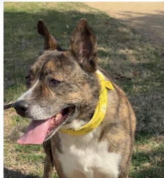 DONNY- vibrant boy -  Mixed Breed Dog for Adoption - DONNY- Vibrant Boy | PetCurious