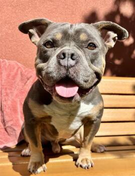 LOBSTER ROLL -  American Staffordshire Terrier Dog for Adoption in San Francisco, California - LOBSTER ROLL | PetCurious