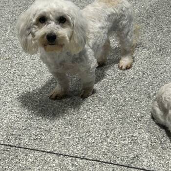 Coton De Tulear Dogs Available for Adoption in Antwerp, Ohio - Carman  | PetCurious