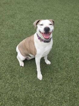 Kitana (In Foster) -  Pit Bull Terrier Dog Available for Adoption in Elmwood, Louisiana - Kitana (In Foster) | PetCurious