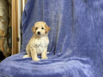 Poodle 6/26 1 -  Poodle Dog for Adoption in Chattanooga, Tennessee - Poodle 6/26 1 | PetCurious