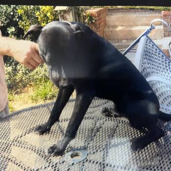 Rescue Feist Dogs for Adoption in Marion, North Carolina - Stripe | PetCurious