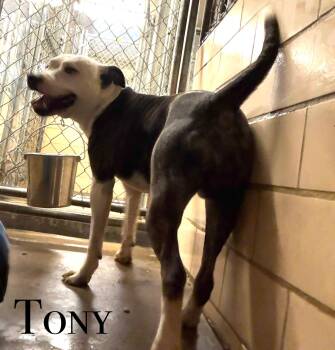 Rescue Pit Bull Terrier Dogs for Adoption in Craig, Colorado - Tony | PetCurious