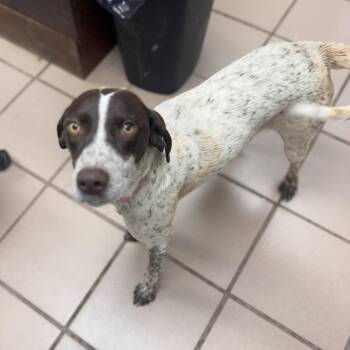 Tofu -  Pointer and Mixed Breed Dog Available for Adoption in Starkville, Mississippi - Tofu | PetCurious