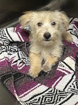 Foo Foo Lamar -  Terrier and Mixed Breed Dog for Adoption in Broken Arrow, Oklahoma - Foo Foo Lamar | PetCurious